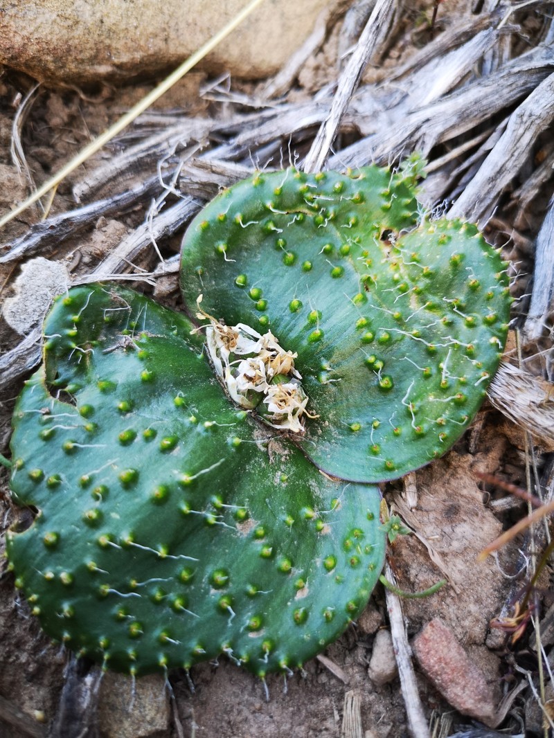 Massonia thunbergiana photo 4