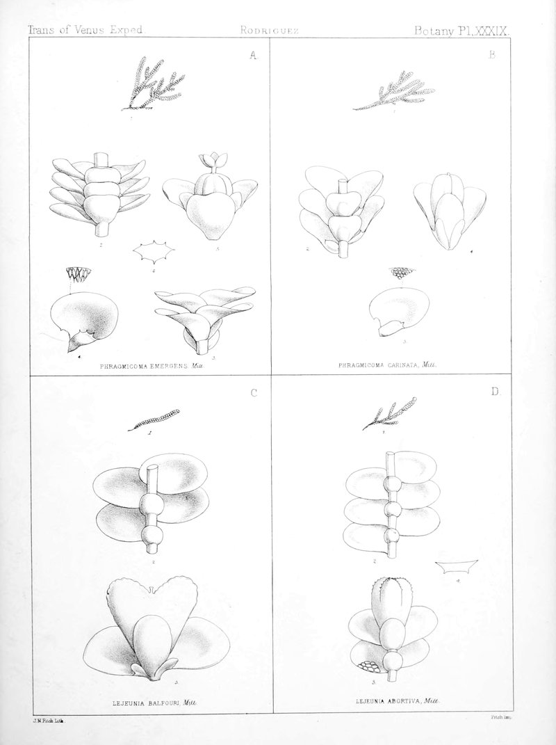 Mastigolejeunea auriculata