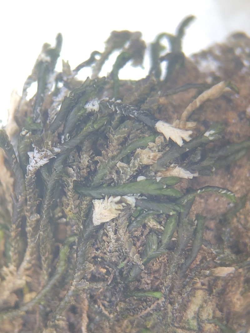 Mastigolejeunea auriculata photo 2