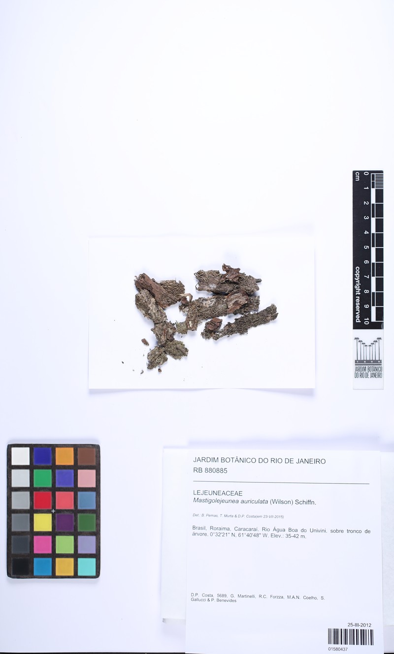 Mastigolejeunea auriculata photo 3