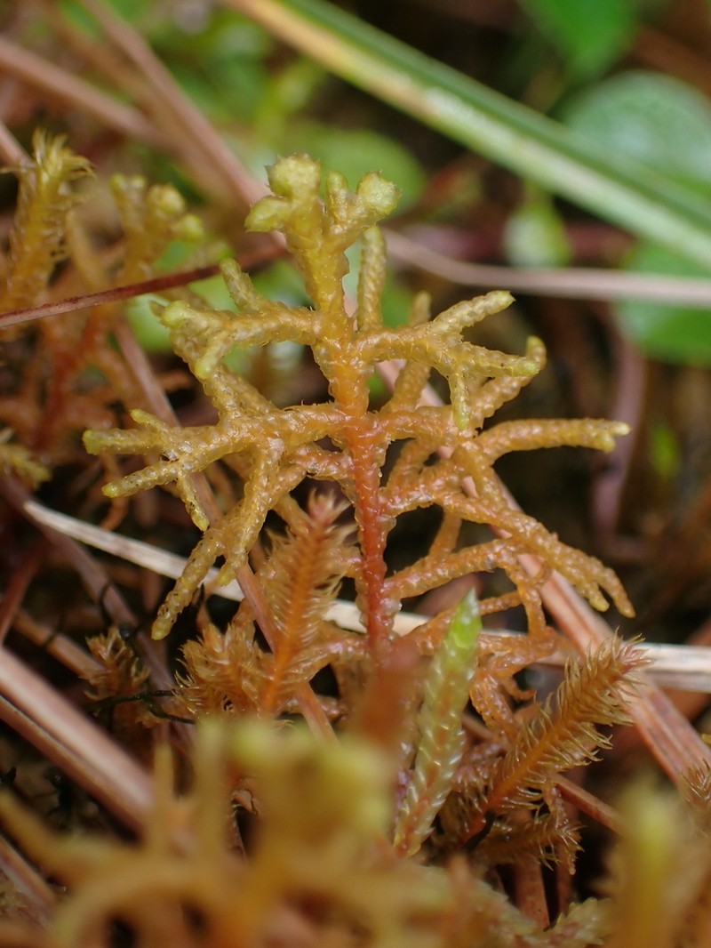 Mastigophora woodsii