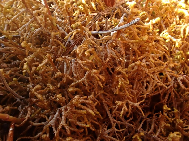 Mastigophora woodsii photo 2