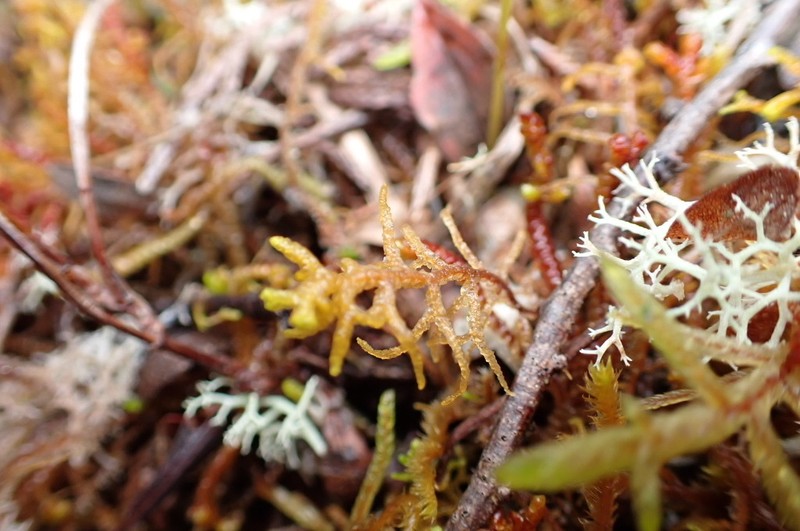 Mastigophora woodsii photo 5