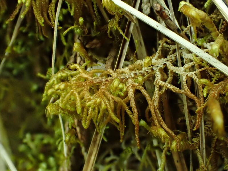 Mastigophora woodsii photo 6