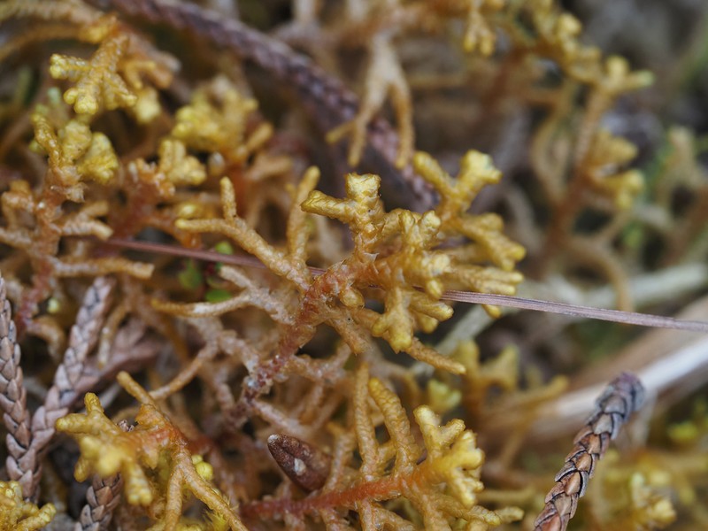Mastigophora woodsii photo 7