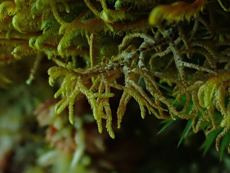 Mastigophora woodsii photo 8