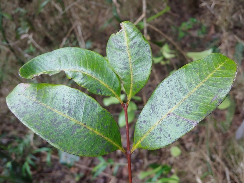 Negra Lora