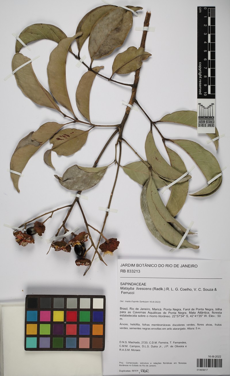 Matayba livescens