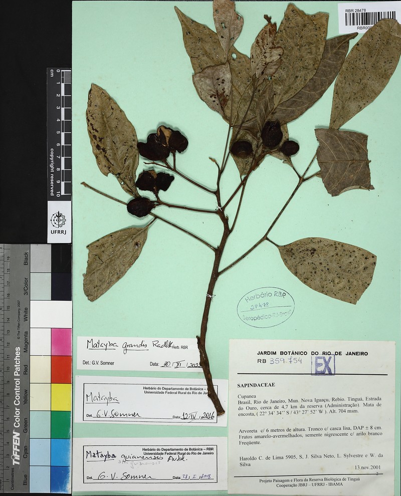 Matayba livescens photo 2