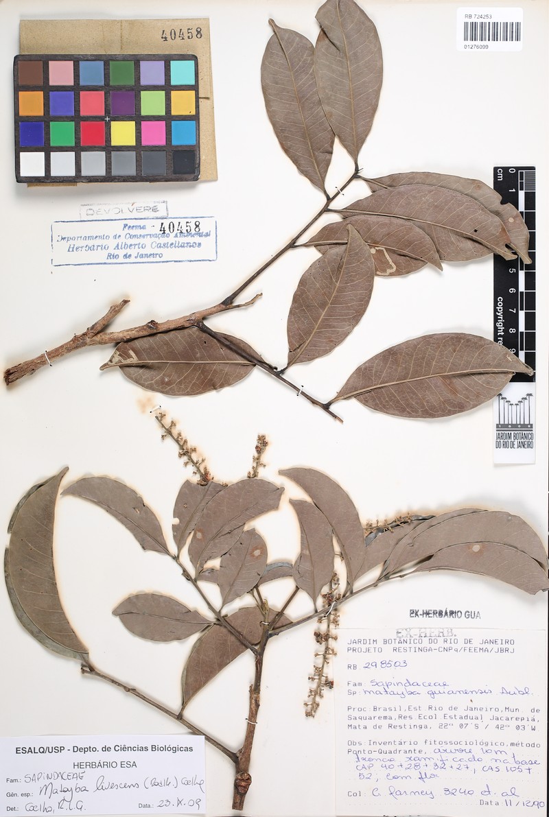Matayba livescens photo 3
