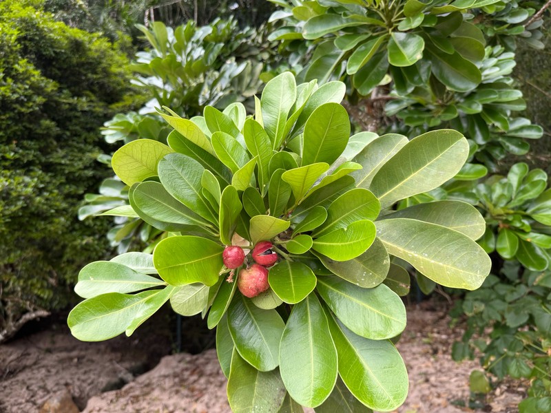 Matayba obovata