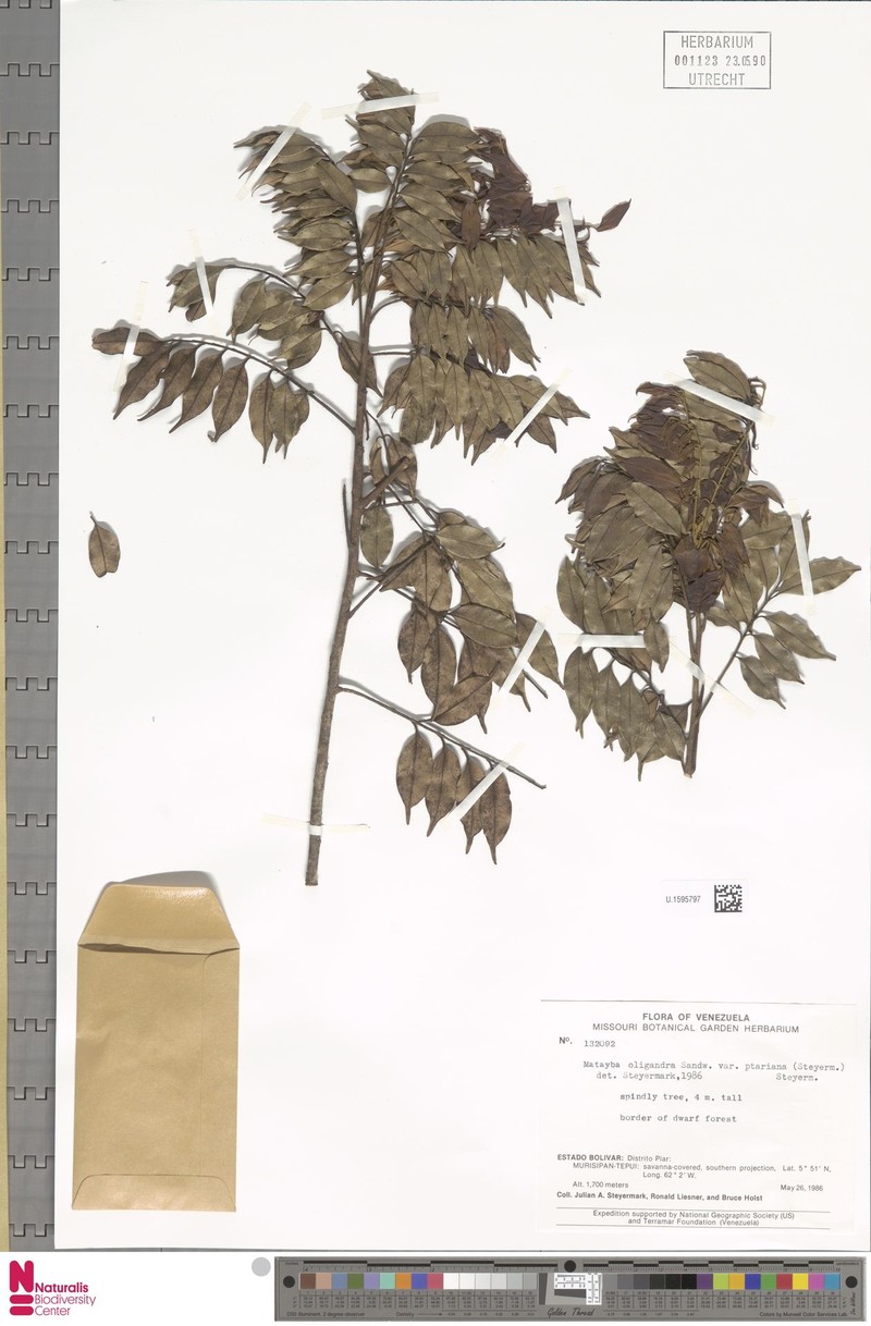 Matayba ptariana subsp. ptariana