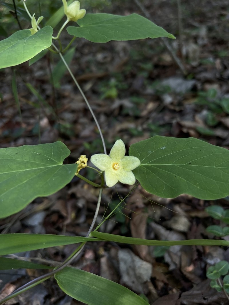 Alabama Milkvine
