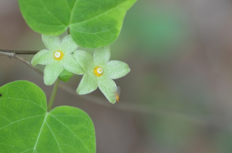 Alabama Milkvine photo 2