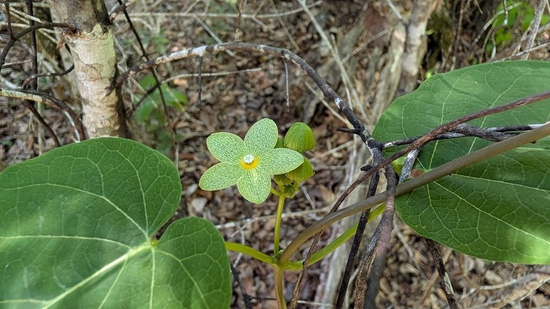 Alabama Milkvine photo 3