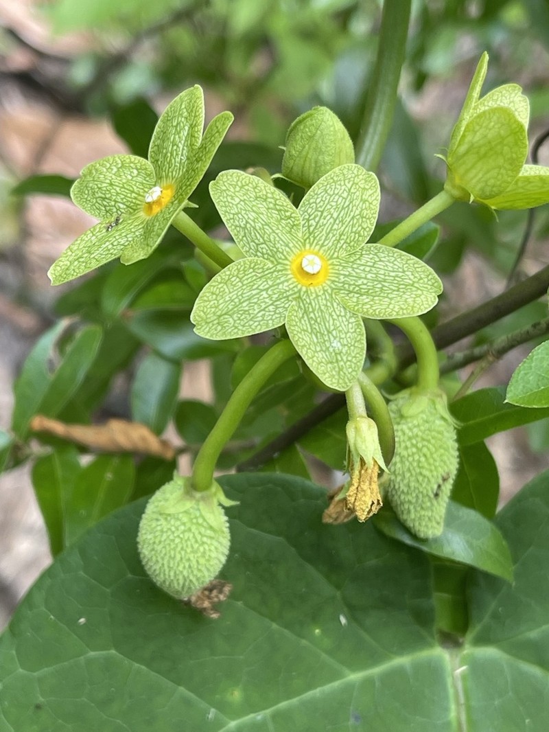 Alabama Milkvine photo 4