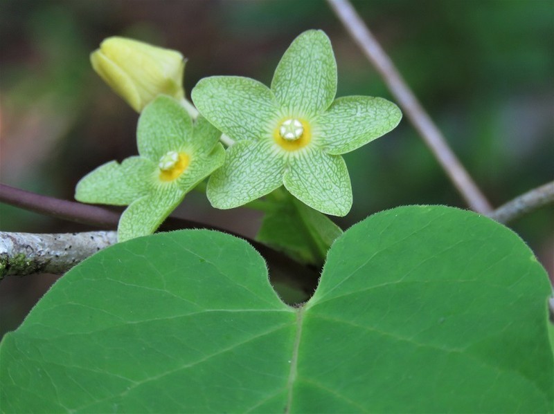 Alabama Milkvine photo 5
