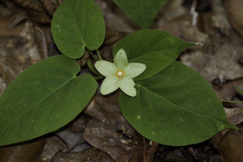 Alabama Milkvine photo 6