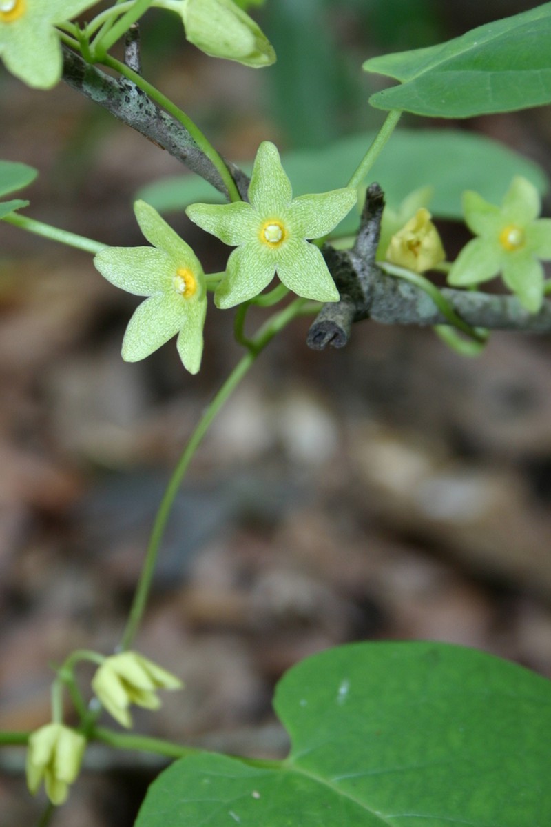 Alabama Milkvine photo 7