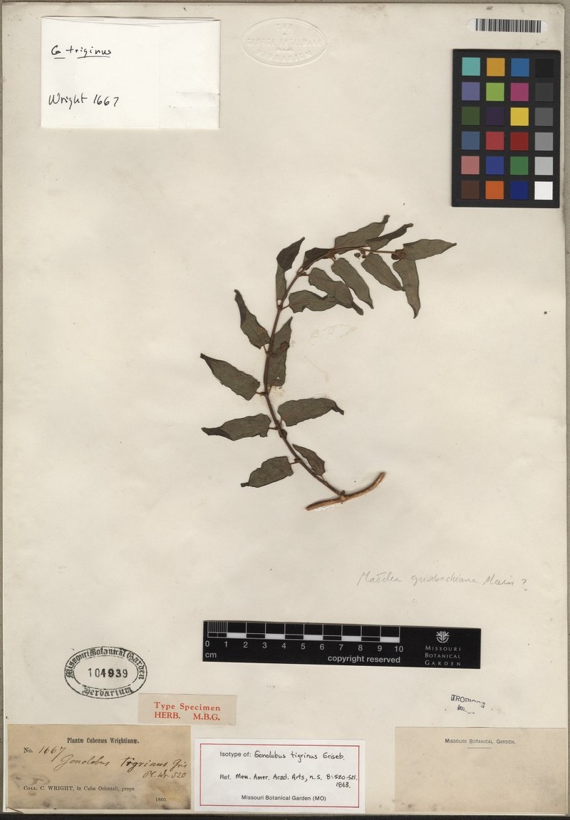 Matelea angustifolia