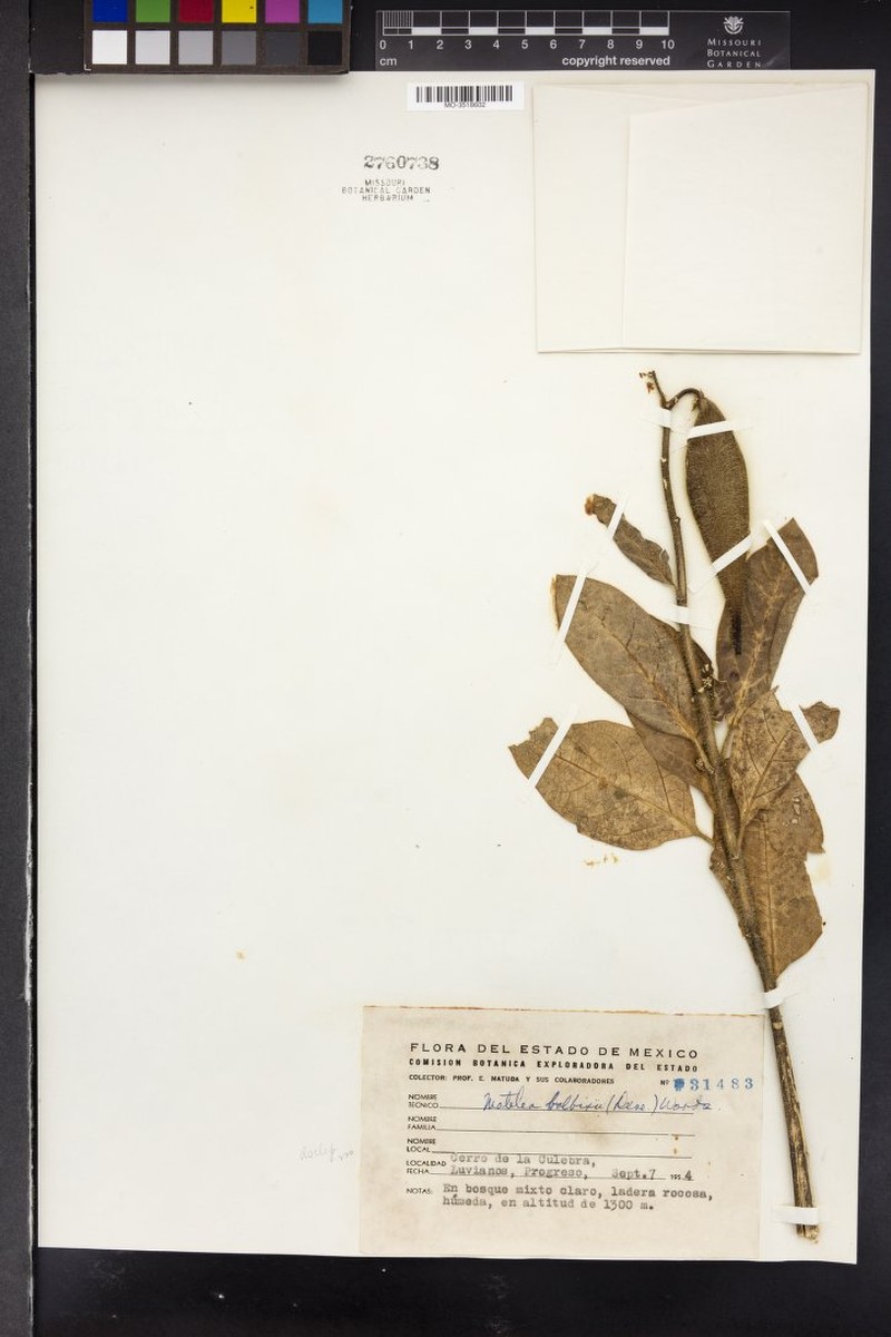 Balbis' Milkvine