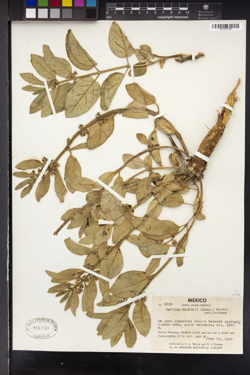 Balbis' Milkvine photo 2