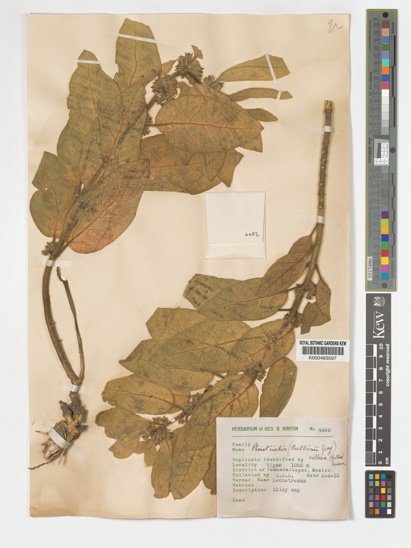 Balbis' Milkvine photo 3