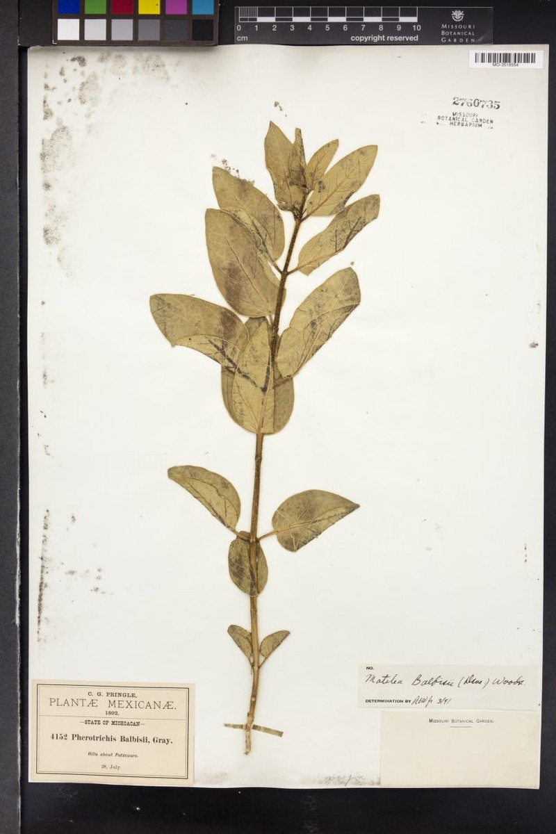 Balbis' Milkvine photo 4