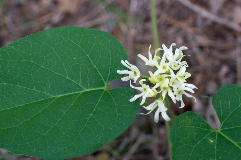 Baldwin's Milkvine
