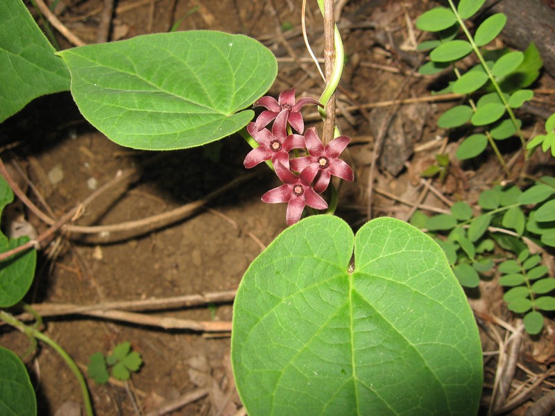 Maroon Carolina Milkvine