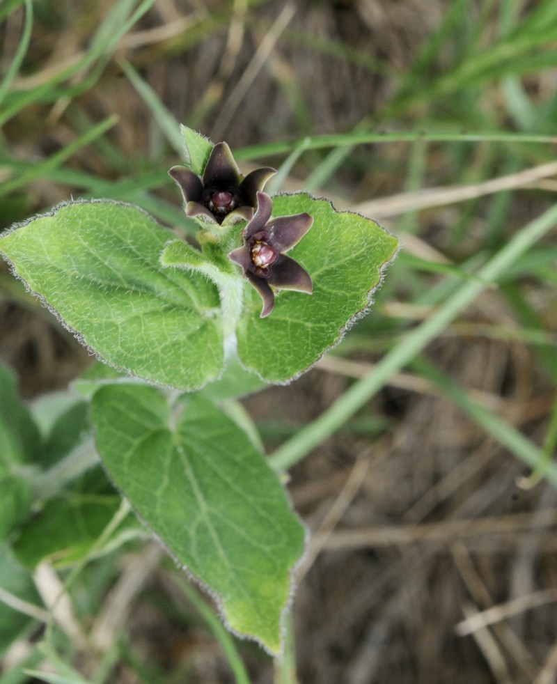 Prairie Milkvine
