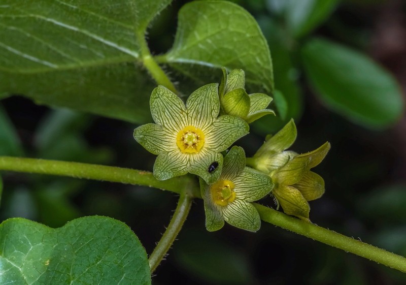 Plateau Milkvine