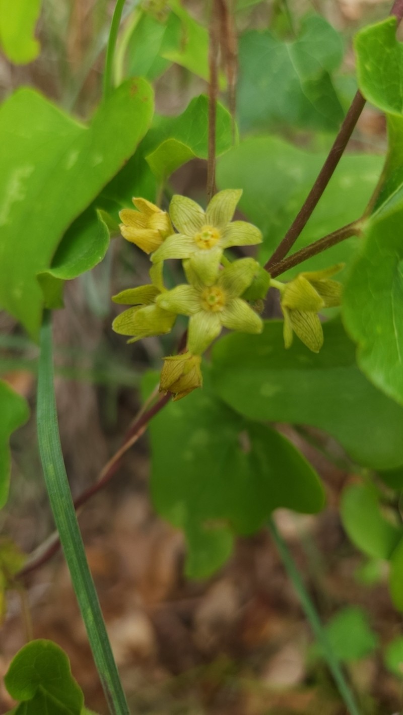 Plateau Milkvine photo 2