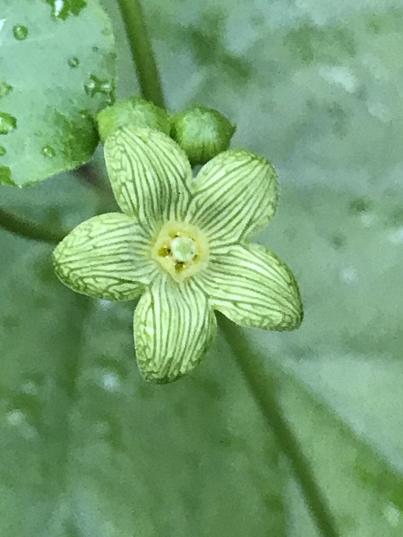Plateau Milkvine photo 3