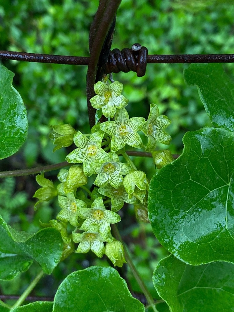 Plateau Milkvine photo 4