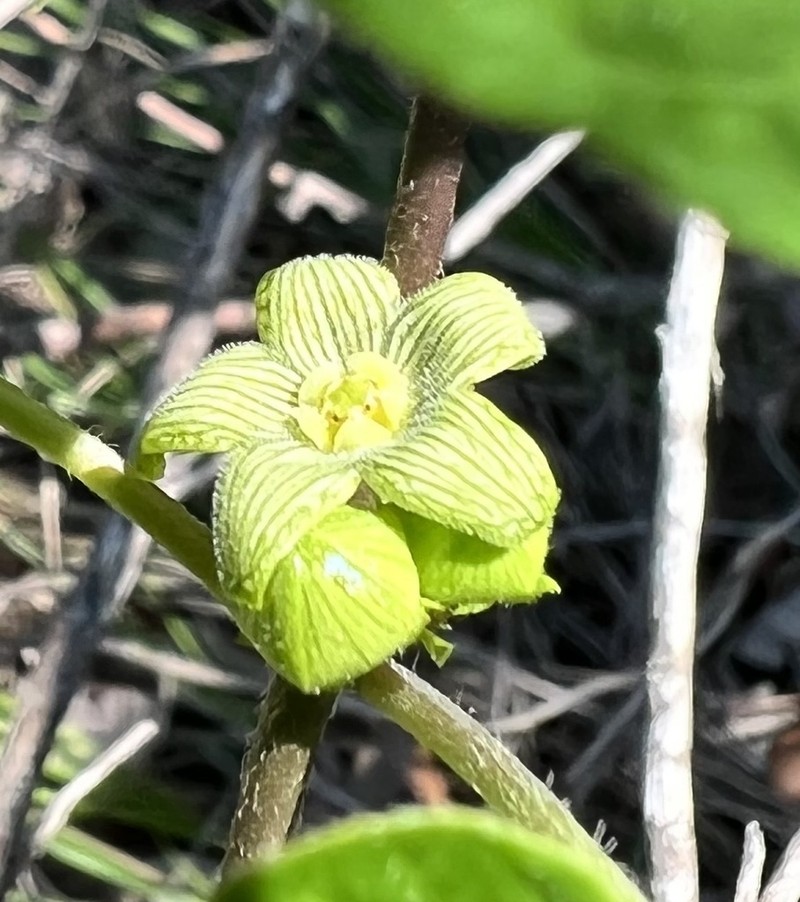 Plateau Milkvine photo 5