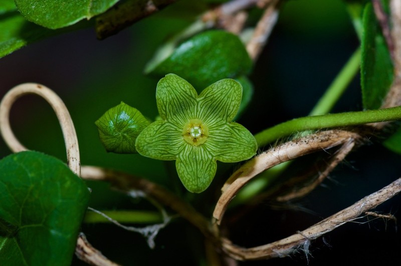 Plateau Milkvine photo 6