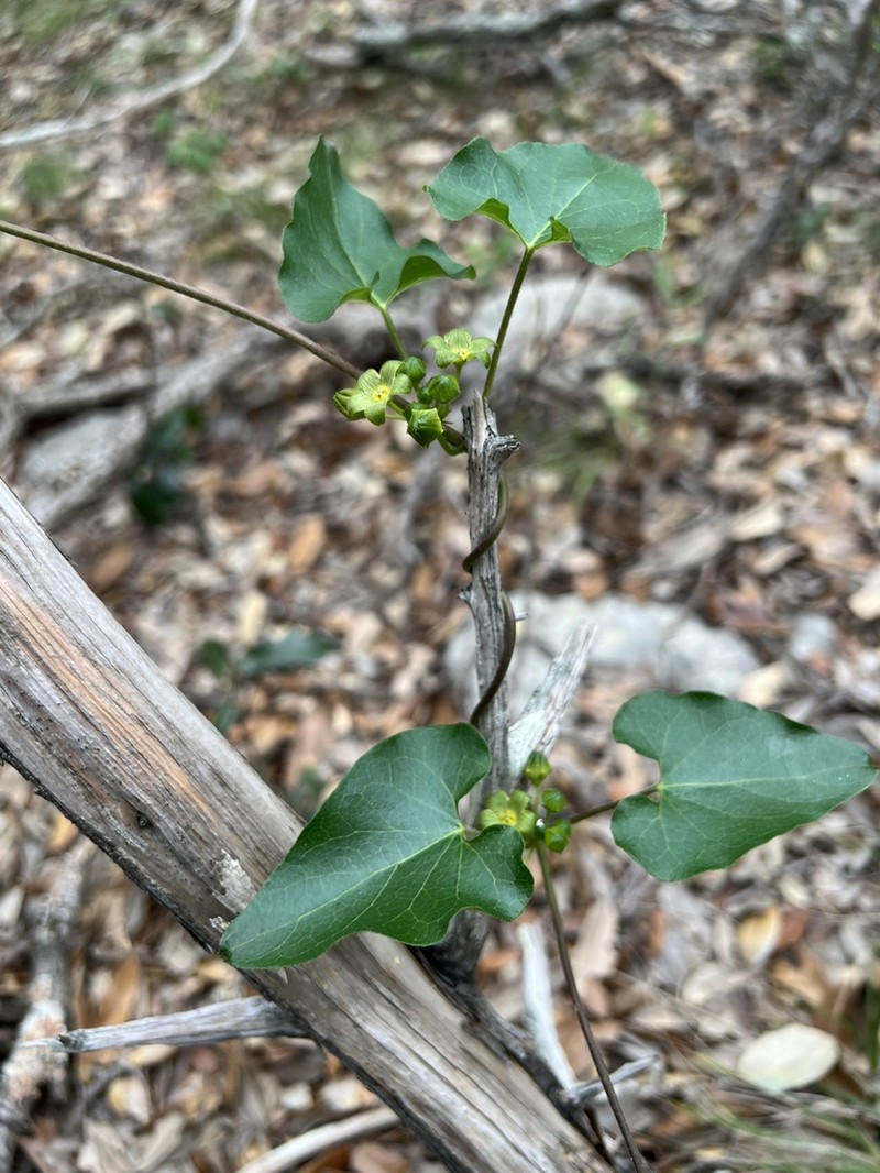 Plateau Milkvine photo 7