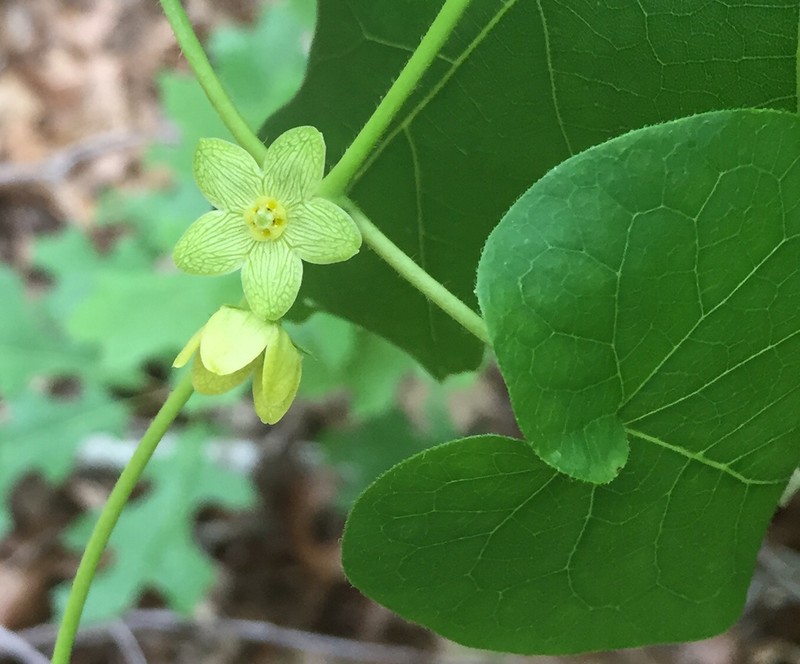 Plateau Milkvine photo 8