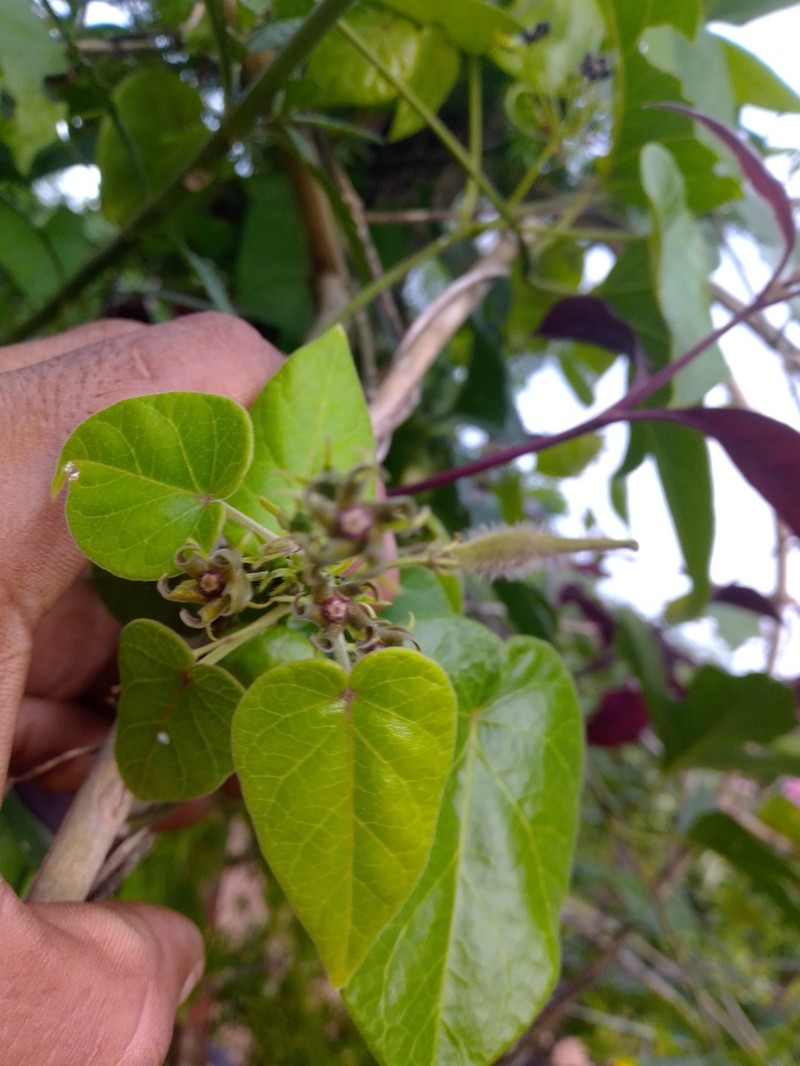 Matelea falcata photo 2