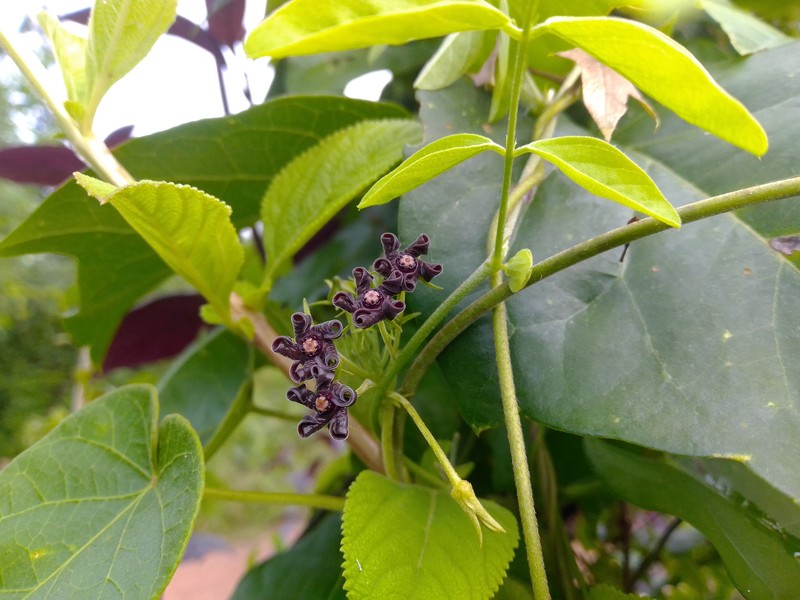 Matelea falcata photo 3
