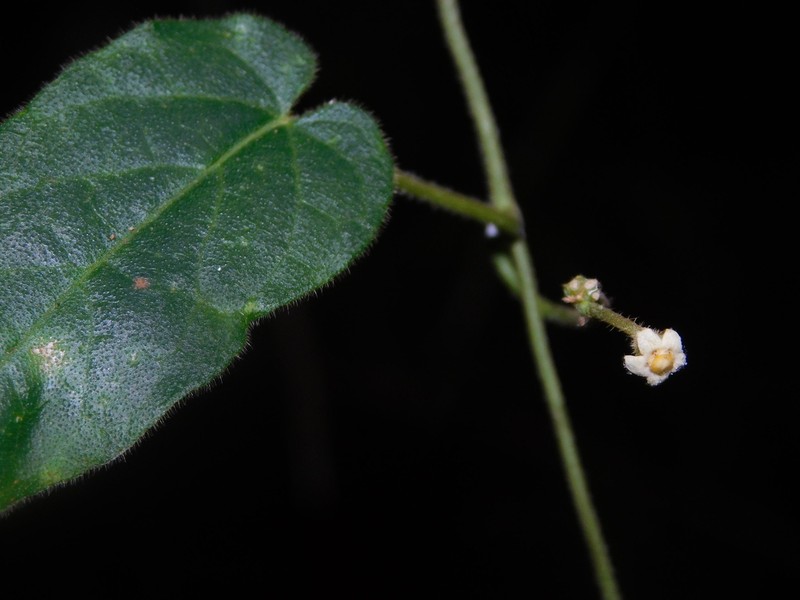 Matelea lilliputiana