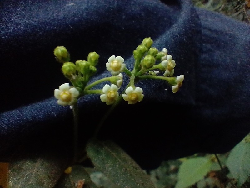 Matelea lilliputiana photo 2
