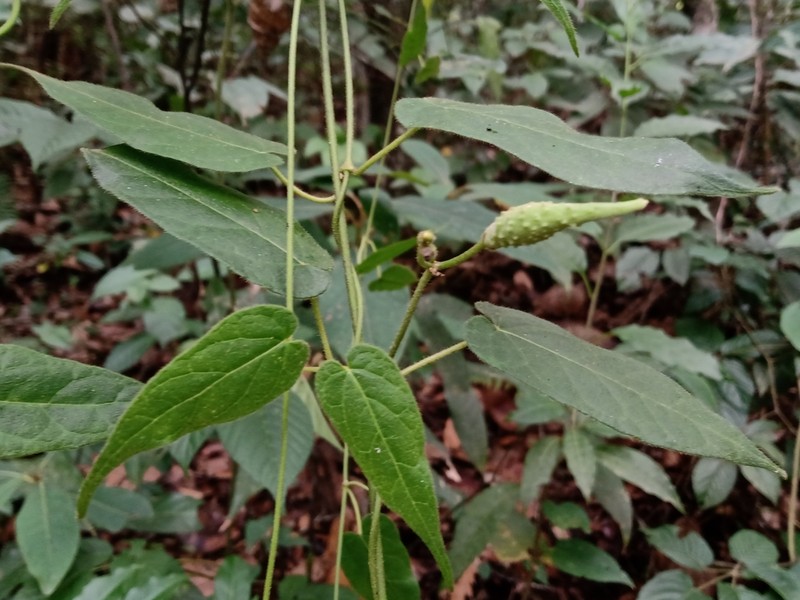 Matelea lilliputiana photo 4