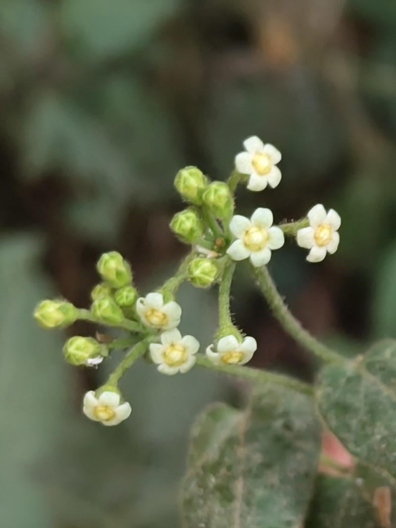 Matelea lilliputiana photo 5