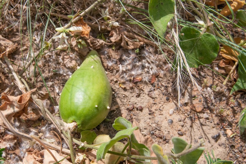 Beach Milkvine photo 4