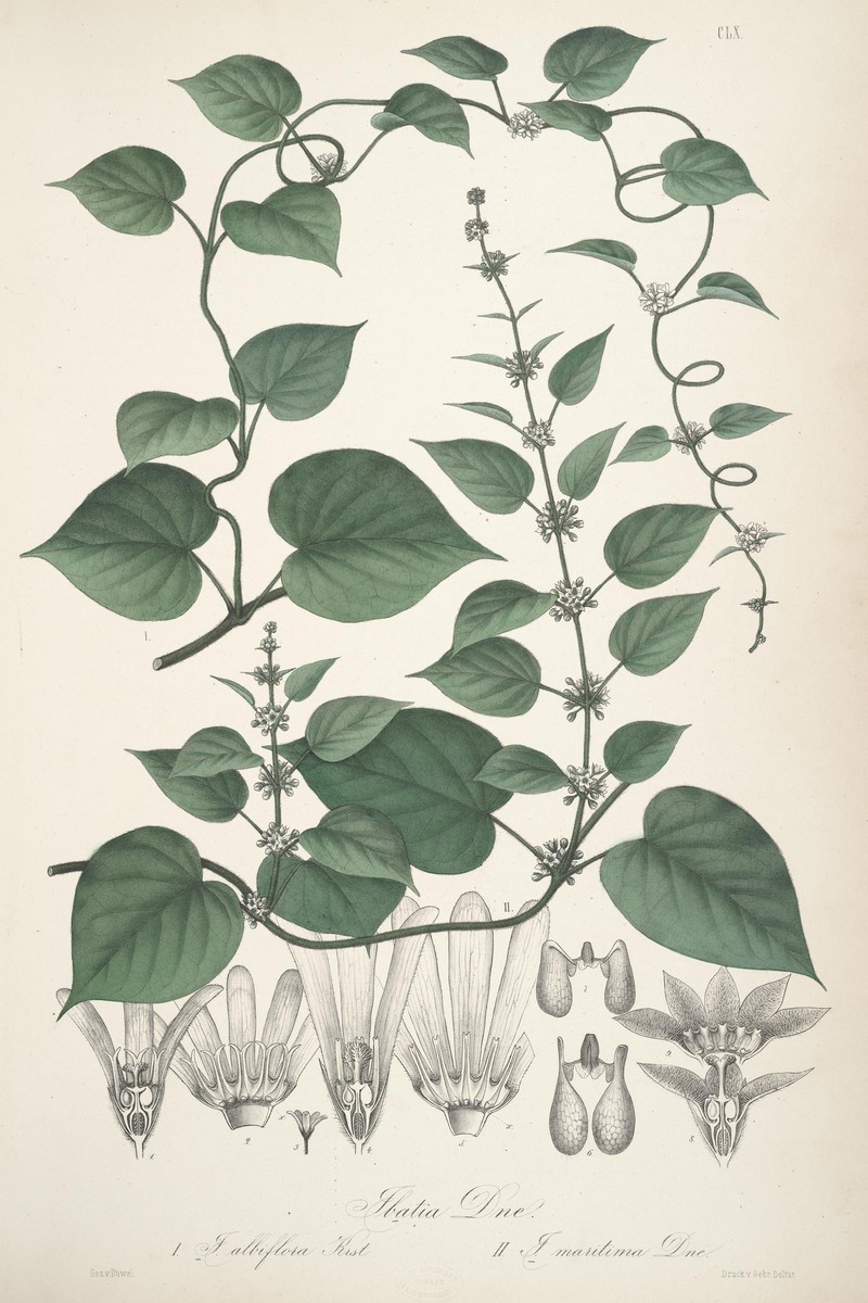 Beach Milkvine photo 2