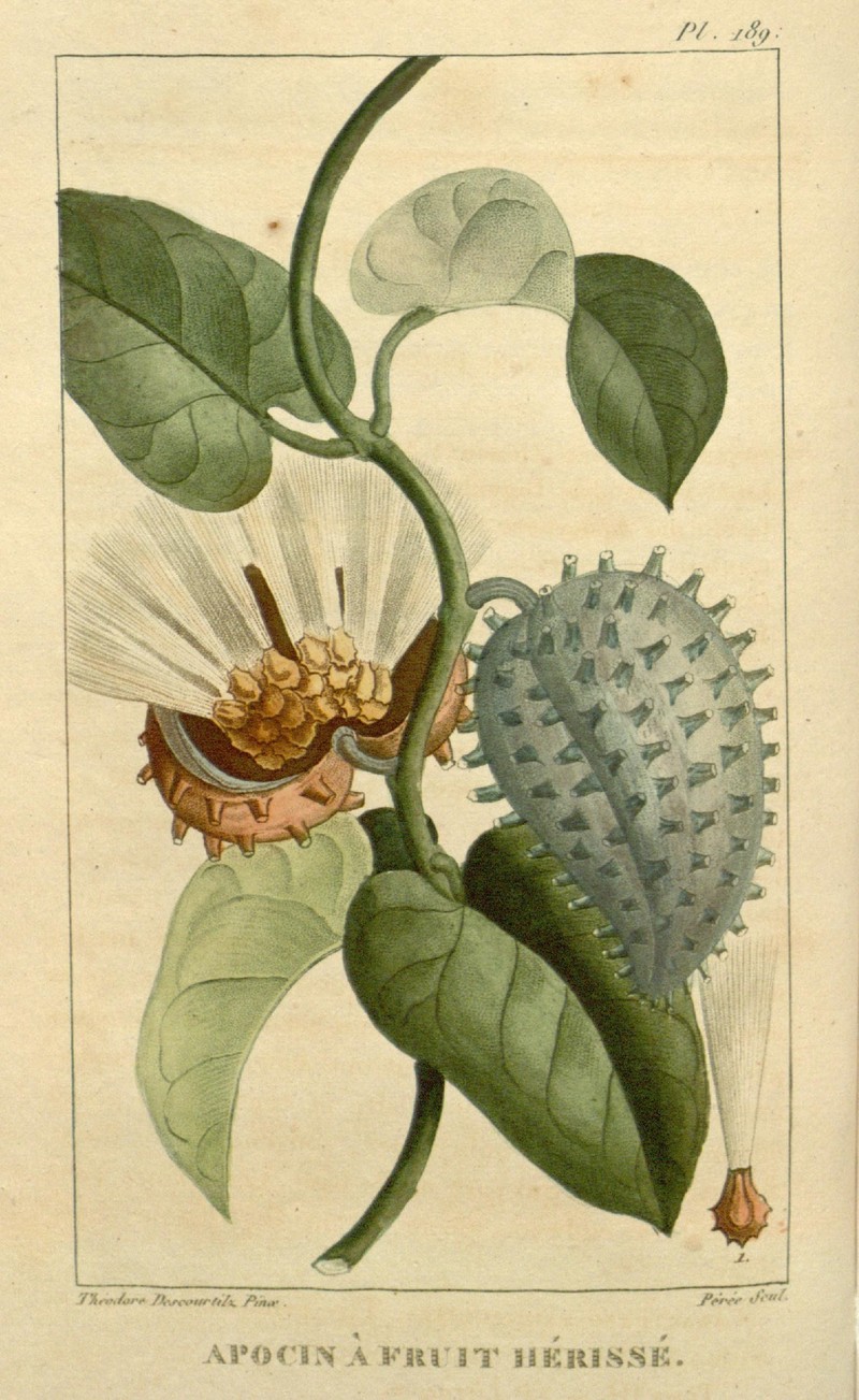 Beach Milkvine photo 3