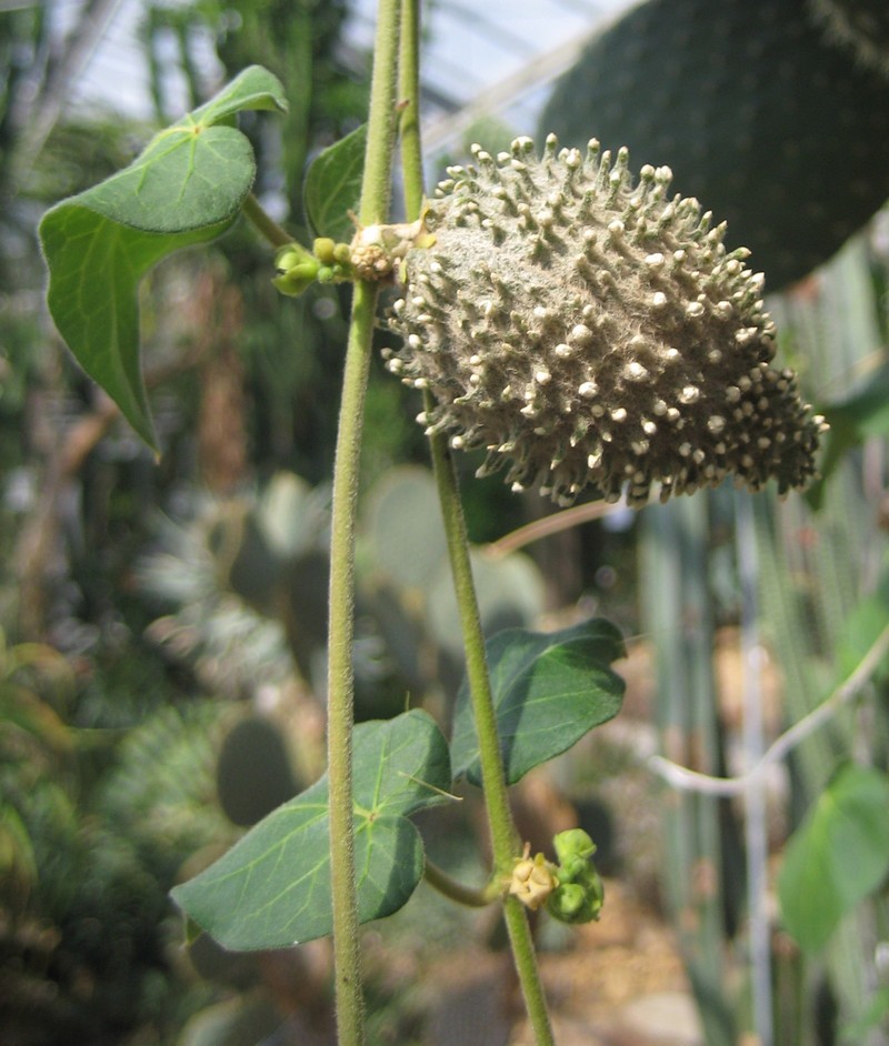 Beach Milkvine photo 5
