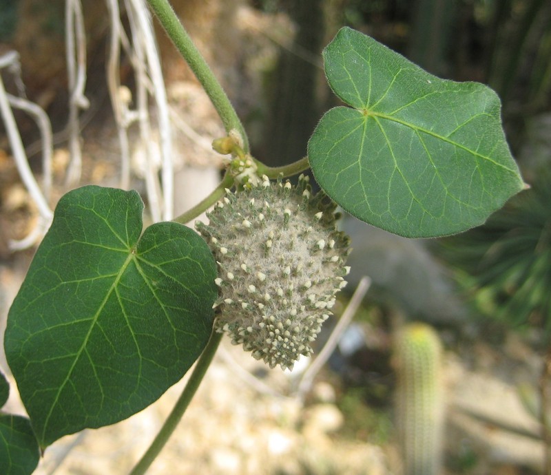 Beach Milkvine photo 6